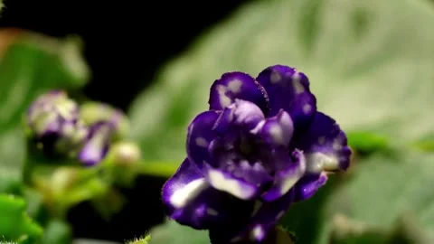 African Violet Time-lapse Stock Footage 273840846