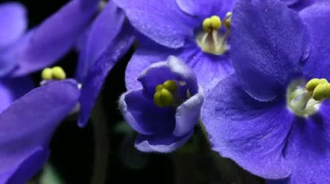 African Violet Timelapse Stock Footage 10684618