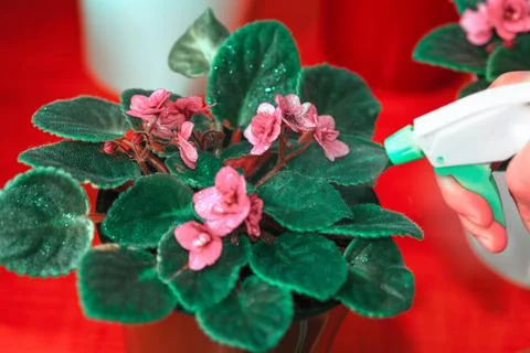 African violets in bloom Stock Photos
