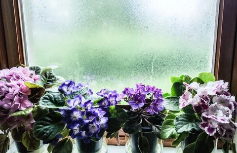 African Violets in full bloom on windowsill Stock Photos