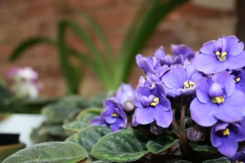 African Violets Stock Photos