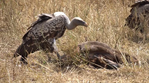 African Vulture Eating Meat From Dead An... | Stock Video | Pond5