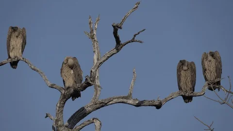 African vultures resting in a dead tree Video stock 119030579