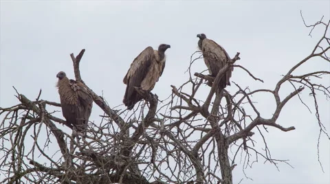 African Vultures Sitting in Dead Tree Stock-Footage 67599103