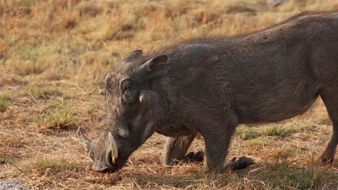 An African warthog eats grass Video stock 270945418