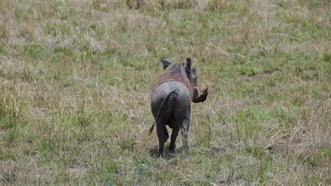 African Warthog Moving Through Dry Grass Stock Footage 320257183