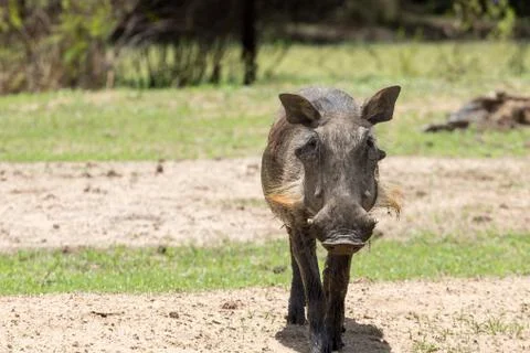 African warthog Stock Photos