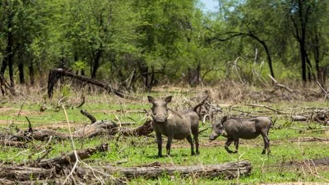 African warthog Stock Photos