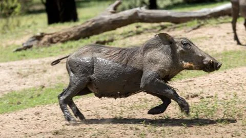 African warthog 写真素材