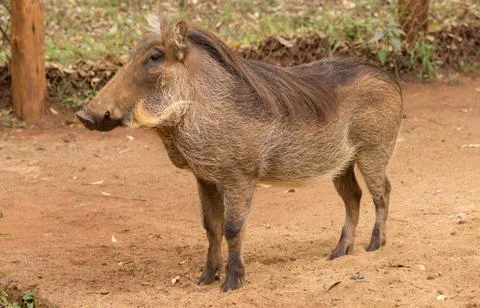 African warthog 스톡 사진