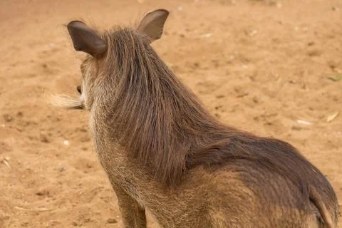 African warthog Stock Photos