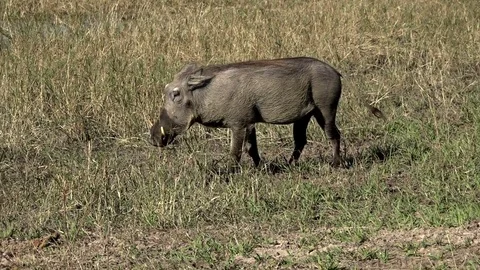 African Warthog Searching For Food Stock Footage