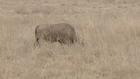 An African Water Buffalo Eats Grass Stock Footage 221927141