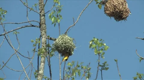 African Weaver Stock Footage 904747