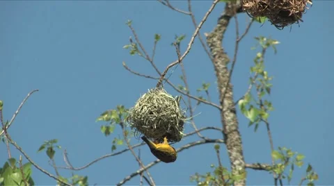 African Weaver Stock-Footage 905443
