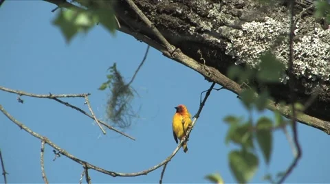 African Weaver Stock Footage 906366