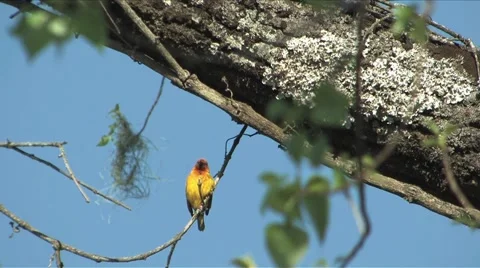 African Weaver Stock Footage 943031