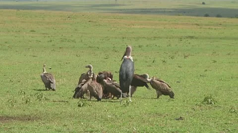 African White-Backed Vulture Stock Footage 10756341