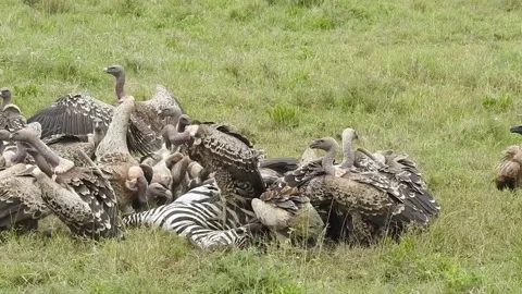 African white-backed vultures devouring a Zebra carcass Stock Footage 220209054