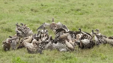 African white-backed vultures devouring a Zebra carcass, 2022 Stock Footage 220209198