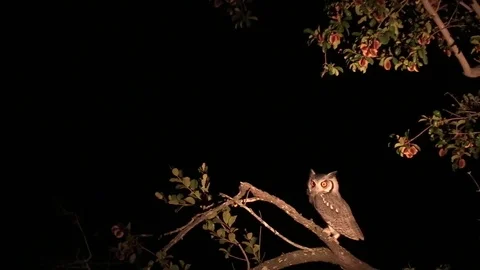 African White Faced owl Stock Footage