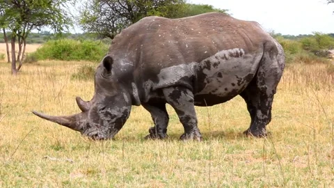 African White Rhino grazing while wearing a tracker on its ankle.HD Vidéo 144351909