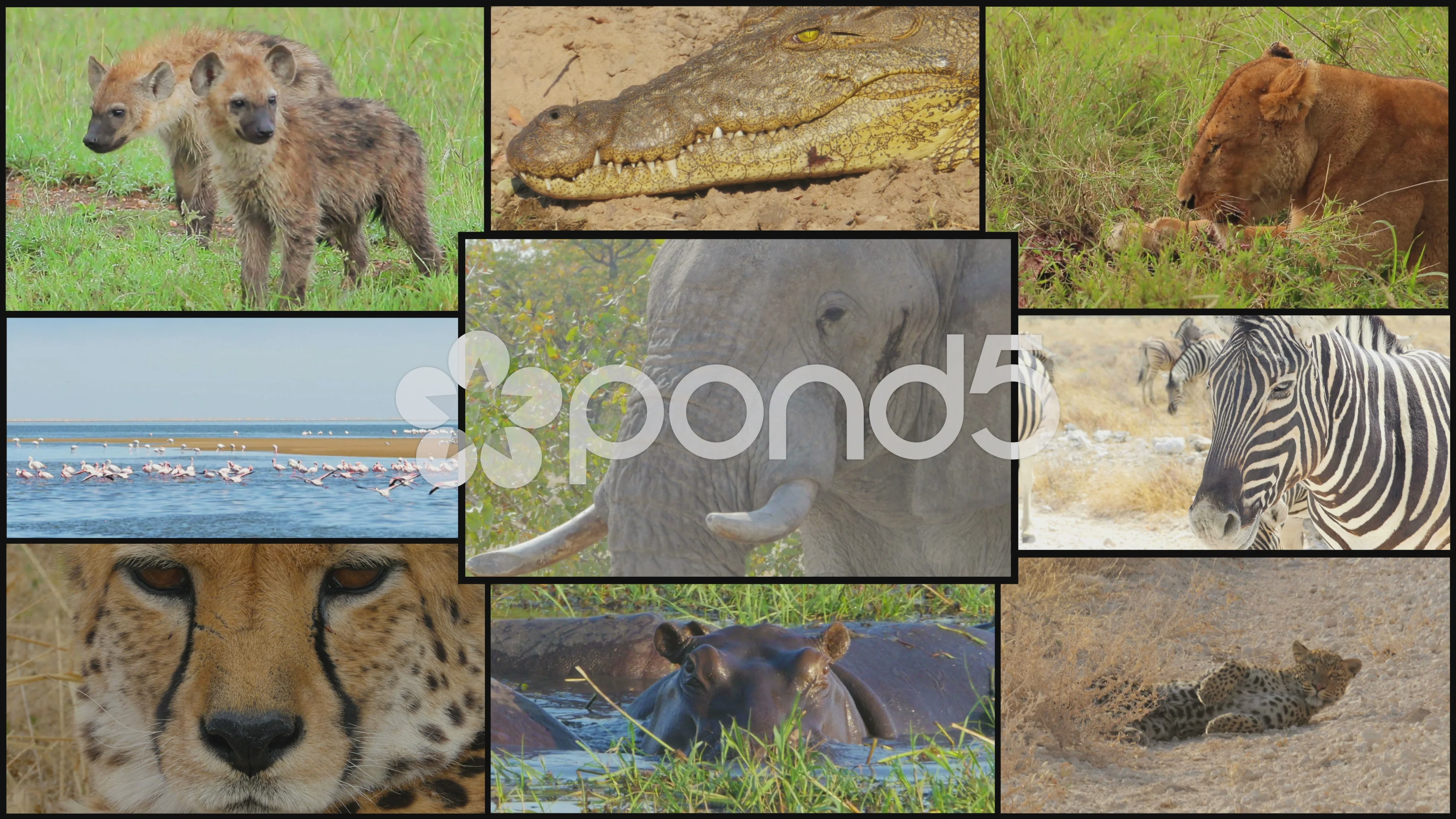 african wild animals collage montage 4k | Stock Video | Pond5