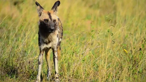 African Wild Dog Stock Footage 70699472