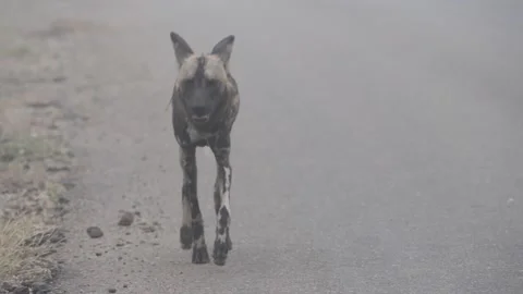 African Wild Dog Stock Footage 154339602