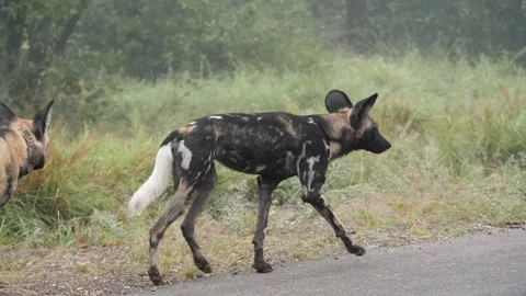 African Wild Dog Stock Footage 154339696