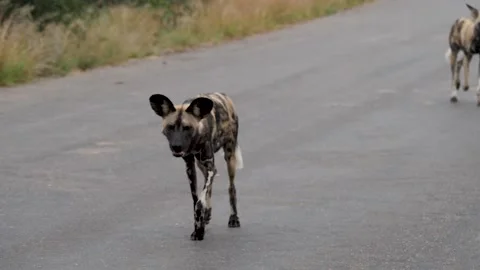 African Wild Dog Stock Footage 154341489
