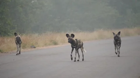 African Wild Dog Stock Footage 154341504