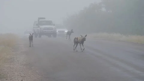 African Wild Dog Stock Footage 154341846