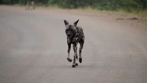 African Wild Dog Stock Footage 154342263
