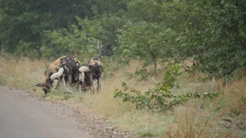 African Wild Dog Stock Footage 154342476