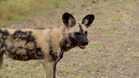 African Wild Dog Stock Footage 154342859