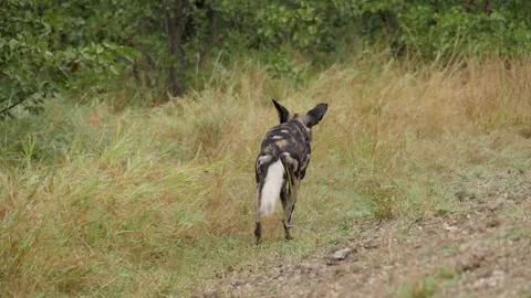 African Wild Dog Stock Footage 154342914