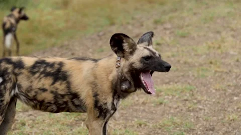 African Wild Dog Stock Footage 154342933