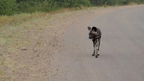 African Wild Dog Stock Footage 154342968