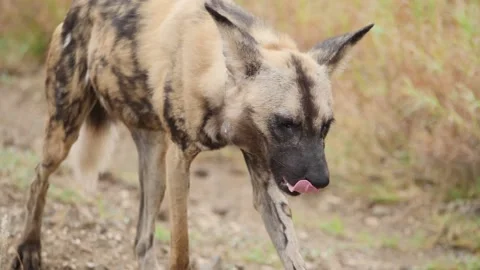 African Wild Dog Stock Footage 154343047
