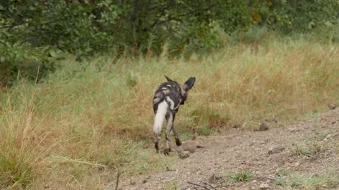 African Wild Dog Stock Footage 154343546
