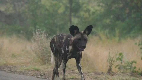 African Wild Dog Stock Footage 154343568