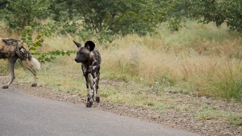 African Wild Dog Stock Footage 154343672