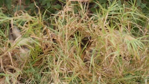 African Wild Dog Stock Footage 154343675