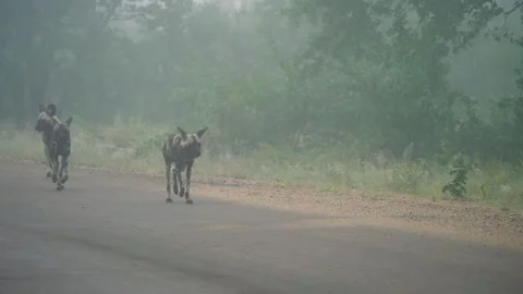 African Wild Dog Stock Footage 154344558
