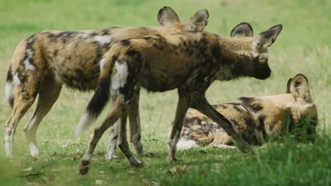 African Wild dog Stock Footage 291634906