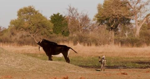 African wild dog interacting with a Sable antelope,Okavango Delta, Botswana Stock Footage 118304542