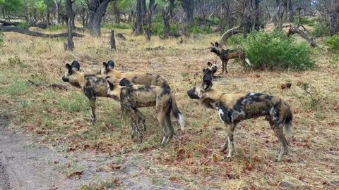 African wild dog (Lycaon pictus) or painted dog, pack on the side of a road in Vidéo 333361553