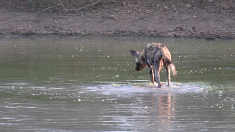 African wild dog moves around in shallow water, searches for something Stock Footage