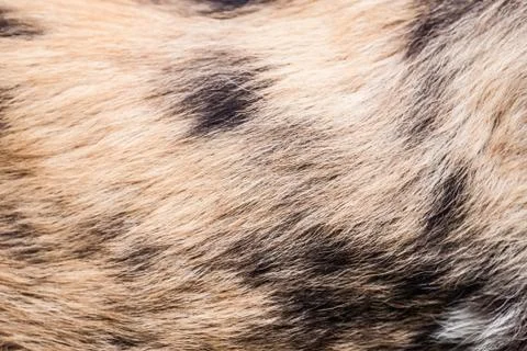 African wild dog pattern Foto stock